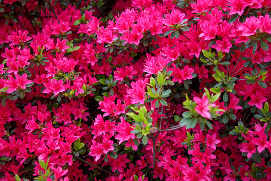 655 件の最適な ツツジ科ツツジ属 画像 ストック写真 ベクター Adobe Stock