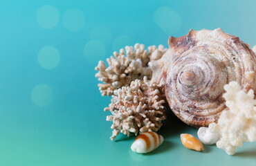 Summer sea background - shells and coral on a blue background. Close up.