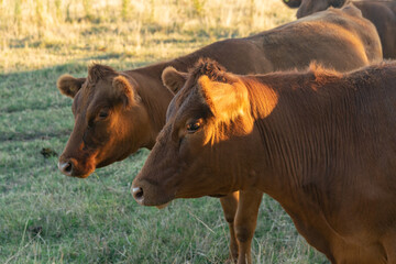 Cattle in the fields of Argentina