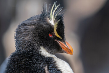 The Rockhopper penguin (Eudyptes chrysocome)