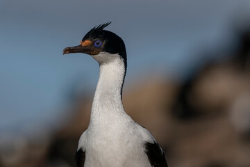 Fototapeta premium King Cormorant (Phalacrocorax atriceps)