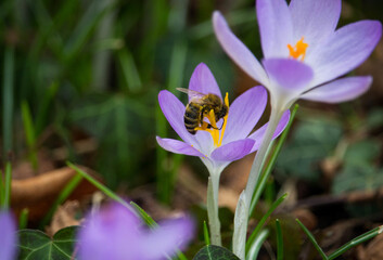 Beautiful view of a bee on purple early crocus in the field on a sunny day on a blurry background