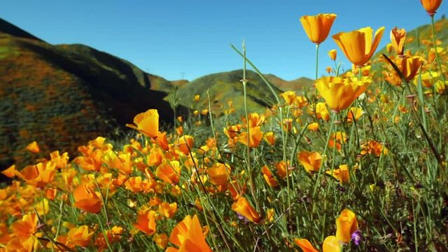 Close-up panning left of a lush and tranquil spring hillside of wild orange poppies during the Southern California spring superbloom - Lake Elsinore, California