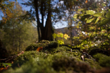 in the forest, beautiful carpathian nature, spring background