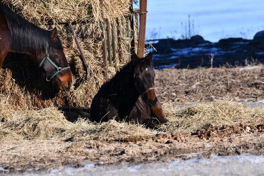 Spring scene of two horses resting in warm afternoon sun