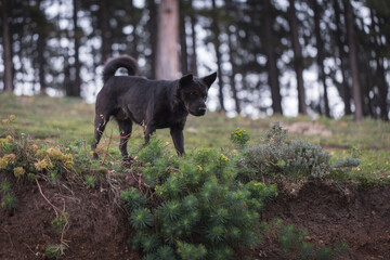 Black dog in the woods
