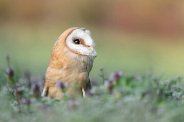 Barn owl among the flowers in the grass (Tyto alba)