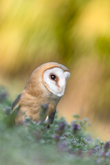 Fine art portrait for a perfect predator, the Barn owl (Tyto alba)