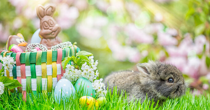 Cute greeting card of little baby bunny in easter basket in nature landscape in garden with easter eggs and bokeh in background in beautiful spring landscape.Easter basket with sweets and chocolate.
