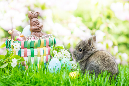 Greeting card of little baby bunny in easter basket in nature landscape in garden with easter eggs and bokeh in background in beautiful spring landscape.Easter basket with sweets and chocolate.