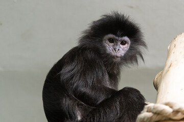 Portrait of a monkey on a gray background close-up 