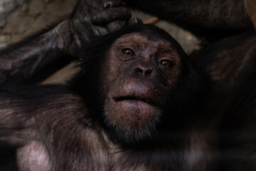 Obraz na płótnie Canvas Portrait of a monkey on a gray background close-up 