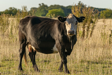 Cattle in the fields of Argentina