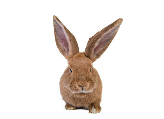 Photo of a cute,wild ,colored,gray,brown rabbit with big,long ears on isolated,white studio background. Cropped.postcard.