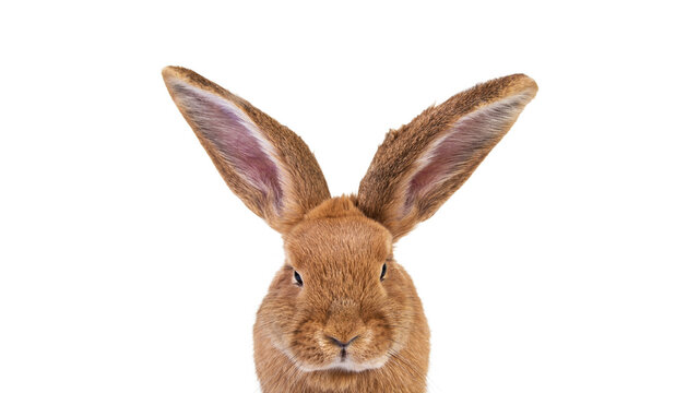 Close up of cute,wild ,colored,gray,brown rabbit with big,long ears against isolated,white studio background. Cropped.postcard.