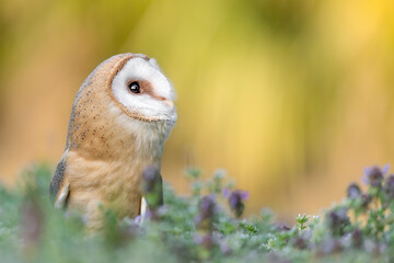 Barn owl in the grass in spring season (Tyto alba)