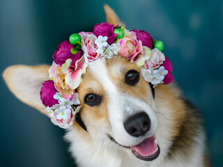 A young tricolor corgi dog with a wreath of flowers on its head.