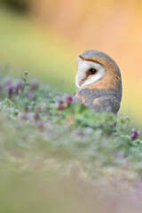 Barn owl looking for food in the grass (Tyto alba)