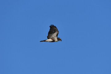 Red Tailed Hawk in flight