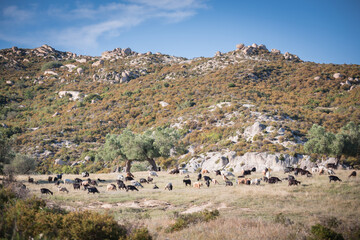 Fototapeta na wymiar Flock of goats in mediteranean landscape