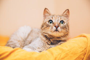 Tabby cat indoors. One of the ears is cut, representing that it's spayed.