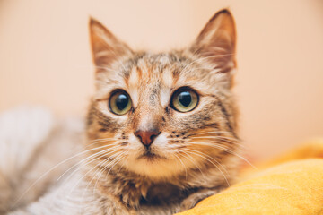 Tabby cat indoors. One of the ears is cut, representing that it's spayed.