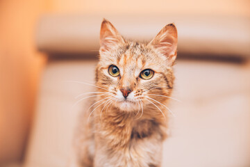 Tabby cat indoors. One of the ears is cut, representing that it's spayed.