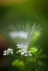 Fluff seeds float with summer breeze
