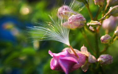 Fluff seeds float with summer breeze