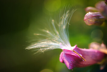 Fluff seeds float with summer breeze