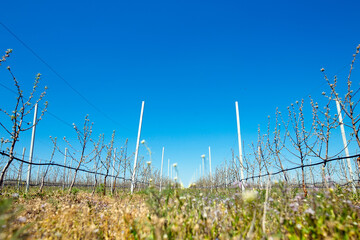 Apple orchard garden in springtime with rows of trees with blossom.