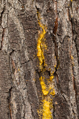 Macro close-up of bark and resin in Pine Forest