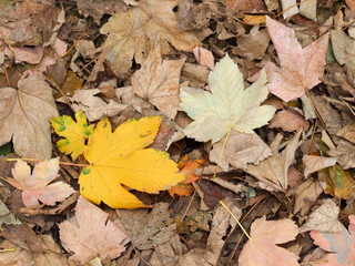 Wall texture, hole, background, tree bark, strokes, cracks, rust, stones, asphalt