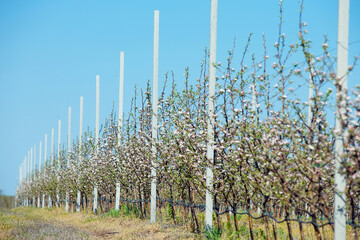 Fototapeta na wymiar Apple orchard garden in springtime with rows of trees with blossom.
