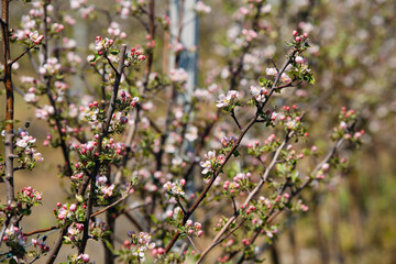 Apple orchard garden in springtime with rows of trees with blossom.