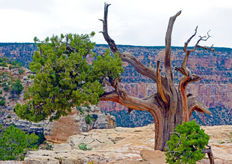 Beautiful figure of a Gnarled tree on the background of the foggy Grand Canyon, Arizona
