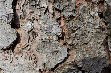 Close up of tree bark with an insect climbing on it