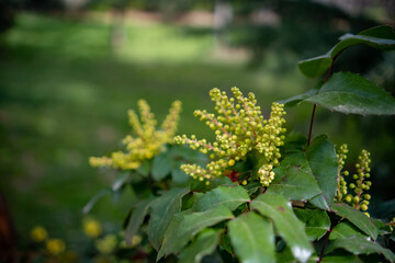 flowers in the garden