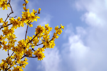 bouquet of yellow flowers on blue sky background with white clouds in spring. colorful picture.
