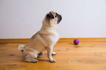 The cute pug is getting ready to play