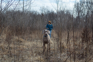 Weimaraner looks at camera, while on a walk with his owner, who is following behind.  Large breed grey dog on wilderness hike in late fall through the woods.
