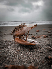 shell on the sand