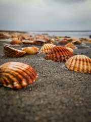 shell on the beach