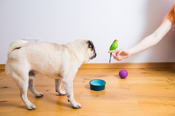 The first meeting of pets - a parrot and a pug
