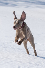 Weimaraner jumps into the air while playing outside in the snow.  Large floppy ears bounce above...