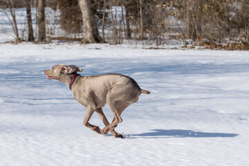 Large breed gray dog sprints past the camera in the snow.  Weimaraner runs at full speed in the winter cold, dashing through the snow.