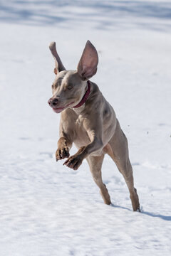 Weimaraner jumps into the air while playing outside in the snow.  Large floppy ears bounce above his head.  Vertical orientation picture of family pet exercising.