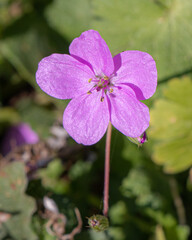 Obraz premium Un delicato fiore campo