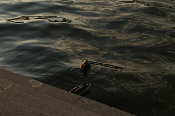 two ducks swim in the Moscow river