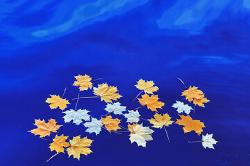 Fallen autumn yellow maple leaves on the surface of blue water. Space for your text